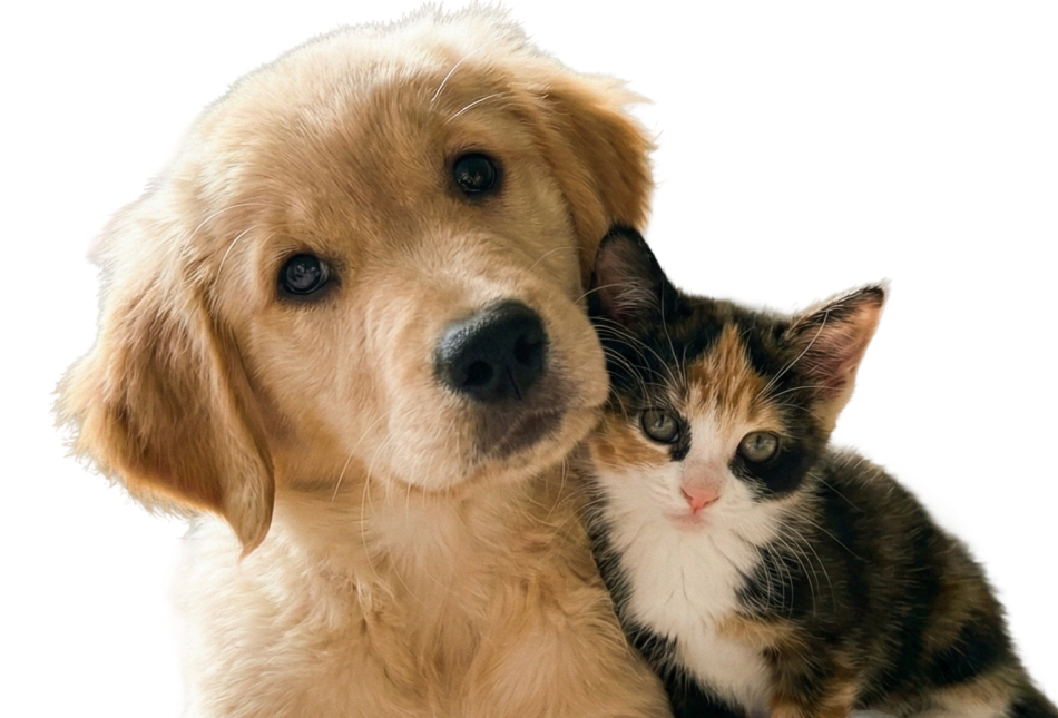 A puppy and kitten together, representing pets at risk from chocolate ingestion.